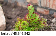 Succulent growing outdoors in a garden rockery at backyard. Landscaping. Blooming Sempervivum calcareum tectorum, Hen and Chicks plant with green, red purple petal tips. Colourful houseleeks. Стоковое видео, видеограф Марина Демидюк / Фотобанк Лори