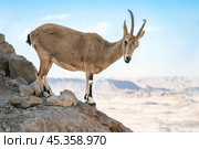 Nubian ibex on a mountain in the Ramon crater in Negev desert in Israel. Стоковое фото, фотограф Георгий Дзюра / Фотобанк Лори