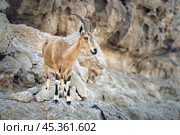 Nubian ibex on a mountain in Negev desert in Israel. Стоковое фото, фотограф Георгий Дзюра / Фотобанк Лори