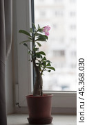 Adenium obesum flower, close up shot. Стоковое фото, фотограф Александр Курлович / Фотобанк Лори