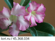 Adenium obesum flower, close up shot. Стоковое фото, фотограф Александр Курлович / Фотобанк Лори