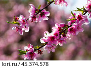 Peach tree flowers on sky background. Стоковое фото, фотограф Яков Филимонов / Фотобанк Лори