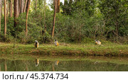 Sifaka lemurs frolic on the riverbank. Green grass on the lawn, thickets of rain forest. Mirror reflection on calm water. Madagascar. Vakona Forest Reserve. Стоковое фото, фотограф Вера Ивановна Кубарева / Фотобанк Лори
