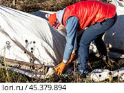 Winter Protection for Garden, winter shelter for garden plants, shelter rhododendrons. Стоковое фото, фотограф Ольга Сейфутдинова / Фотобанк Лори