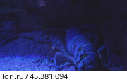 large lobster in an aquarium in blue neon light underwater. Стоковое видео, видеограф Андрей Знаменский / Фотобанк Лори