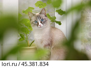 Кошка на подоконнике среди цветов. Стоковое фото, фотограф Ольга Осокина / Фотобанк Лори