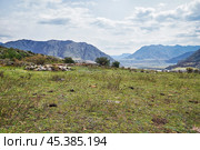 Ancient burials in the Altai mountains on terrace of the Katun and Bolshoy Yaloman rivers. (2023 год). Стоковое фото, фотограф Сергей Пристяжнюк (Serg Zastavkin) / Фотобанк Лори