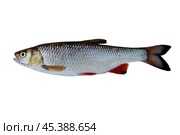 Freshwater fish isolated on white background closeup. Стоковое фото, фотограф Жанна Гапанович / Фотобанк Лори