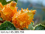 Kiwano cucumis metuliferus horned melon growing on vine. Стоковое AI-изображение, AI-художник Иван Рябоконь / Фотобанк Лори