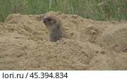 Сурок байбак или степной сурок Marmota bobak. Стоковое видео, видеограф Александр Мамонтов / Фотобанк Лори