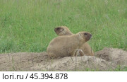 Сурок байбак или степной сурок Marmota bobak. Стоковое видео, видеограф Александр Мамонтов / Фотобанк Лори