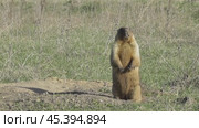 Сурок байбак или степной сурок Marmota bobak. Стоковое видео, видеограф Александр Мамонтов / Фотобанк Лори