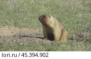 Сурок байбак или степной сурок Marmota bobak. Стоковое видео, видеограф Александр Мамонтов / Фотобанк Лори