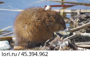 Ондатра, или мускусная крыса Ondatra zibethicus. Стоковое видео, видеограф Александр Мамонтов / Фотобанк Лори