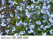 Closeup of Myosotis sylvatica, little blue flowers on a blurred background. Стоковое фото, фотограф Жанна Гапанович / Фотобанк Лори