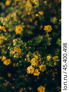 Dasiphora fruticosa, family Rosaceae, Potentilla fruticosa. Shrubby cinquefoil, bush cinquefoil. Стоковое фото, фотограф Elena Grishina / Фотобанк Лори