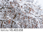 Snow on the branches of trees and bushes after a snowfall. Beautiful winter background with snow-covered trees. Plants in a winter forest park. Cold snowy weather. Cool texture of fresh snow. Closeup. Стоковое фото, фотограф Андрей Степанов / Фотобанк Лори