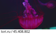 Red jellyfish with long flowing tentacles, glowing against dark water. Background with copy space. Стоковое видео, видеограф Igor Tichonow / Фотобанк Лори
