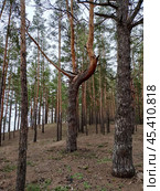 Корявая сосна. Стоковое фото, фотограф Елена Курицына / Фотобанк Лори