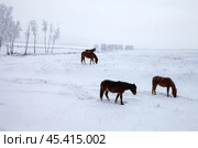 Winter landscape of a snow-covered valley with grazing horses at cold snowy morning. Natural seasonal background. Стоковое фото, фотограф Виктория Катьянова / Фотобанк Лори
