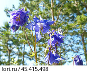 Аквилегия, или Водосбор, или Орлики (лат. Aquilegia) — род травянистых многолетних растений семейства Лютиковые (Ranunculaceae). Стоковое фото, фотограф Сергей Елизарьев / Фотобанк Лори