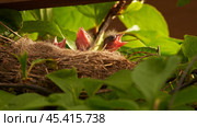 A nest with voracious chicks among the foliage at the top of a liana tree under the roof of a summer house. Стоковое фото, фотограф Роман Дзюбало / Фотобанк Лори