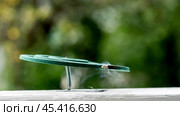 coil against insects and mosquitoes. Стоковое фото, фотограф Igor Skripachev / Фотобанк Лори