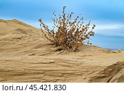 Куст верблюжьей колючки. Пустыня. Казахстан. Стоковое фото, фотограф Александр Тараканов / Фотобанк Лори