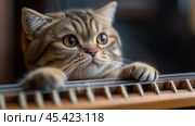 Шотландская вислоухая кошка с энтузиазмом играет на кото весной в Японии — идеально подходит для гравюр и плакатов. Стоковое AI-изображение, AI-художник ФотоИнтеллект / Фотобанк Лори