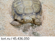 The big African spurred tortoise (Geochelone sulcata) or Sulcata Tortoise at the zoo,close-up. Copy space. Стоковое фото, фотограф Регина Ерофеева / Фотобанк Лори