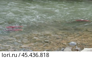 Spawning sockeye salmon. Стоковое видео, видеограф Михаил Коханчиков / Фотобанк Лори