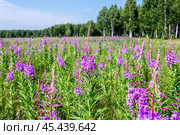 Кипрей узколистный, Иван-Чай - (Epilobium angustifolium), цветущее растение на поляне у берёзовой рощи. Новосибирская область, Западная Сибирь. Стоковое фото, фотограф Евгений Мухортов / Фотобанк Лори