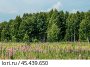 Кипрей узколистный, Иван-Чай - (Epilobium angustifolium), цветущее растение на поляне у берёзовой рощи. Новосибирская область, Западная Сибирь. Стоковое фото, фотограф Евгений Мухортов / Фотобанк Лори