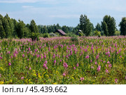 Кипрей узколистный, Иван-Чай - (Epilobium angustifolium) на большой поляне. Новосибирская область, Западная Сибирь. Стоковое фото, фотограф Евгений Мухортов / Фотобанк Лори