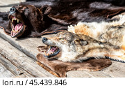 Wolf and bear skins with a grinning muzzles. Stuffed predatory forest animals. Стоковое фото, фотограф FotograFF / Фотобанк Лори