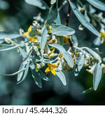 Лох серебристый (Elaeagnus commutata) – кустарник семейства Лоховые (Elaeagnaceae) в период цветения. Стоковое фото, фотограф Евгений Мухортов / Фотобанк Лори