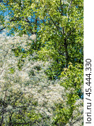 Лох серебристый (Elaeagnus commutata) – кустарник семейства Лоховые (Elaeagnaceae) в период цветения. Стоковое фото, фотограф Евгений Мухортов / Фотобанк Лори