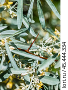 Лох серебристый (Elaeagnus commutata) – кустарник семейства Лоховые (Elaeagnaceae) в период цветения. Стоковое фото, фотограф Евгений Мухортов / Фотобанк Лори