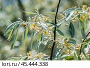 Лох серебристый (Elaeagnus commutata) – кустарник семейства Лоховые (Elaeagnaceae) в период цветения. Стоковое фото, фотограф Евгений Мухортов / Фотобанк Лори