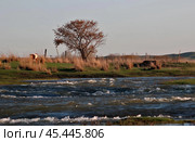 Восточный Казахстан. Стоковое фото, фотограф Екатерина Сергеевна Погорельская / Фотобанк Лори