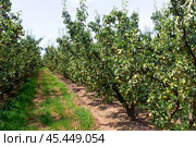 Image of rows with pear trees with fruits. Стоковое фото, фотограф Яков Филимонов / Фотобанк Лори