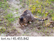 Gray cat caught a mouse and eats it in the street. Basic instinct in animals. Стоковое фото, фотограф Коханова Наталья / Фотобанк Лори