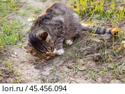 Gray cat hunter caught a mouse and eats it. Basic instinct in animals. Стоковое фото, фотограф Коханова Наталья / Фотобанк Лори