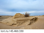 Верблюжья колючка в пустыне. Республика Казахстан. Стоковое фото, фотограф Александр Тараканов / Фотобанк Лори