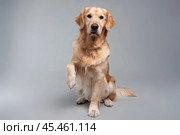 Kind golden retriever sits and holds out his paw to us. Стоковое AI-изображение, AI-художник Дмитрий Киселёв / Фотобанк Лори