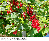 Красная смородина (Ribes rubrum) на кусте. Стоковое фото, фотограф Владимир Шипикин / Фотобанк Лори
