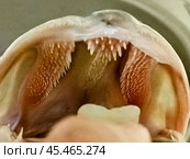 Открытый рот щуки. Стоковое фото, фотограф WalDeMarus / Фотобанк Лори