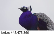 Peacocks sitting on branch in forest. Стоковое видео, видеограф Михаил Коханчиков / Фотобанк Лори