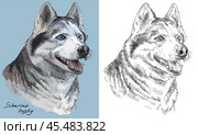 Colorful and monochrome hand drawing vector portrait of syberian husky. Стоковая иллюстрация, иллюстратор Алина Мелентьева / Фотобанк Лори