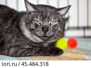Felidae Carnivore Grey Bombay cat with yellow eyes lays on blanket. Стоковое фото, фотограф Аксенова Вера / Фотобанк Лори